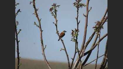 Red-backed Shrike