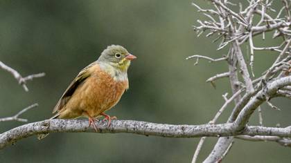 Ortolan Bunting