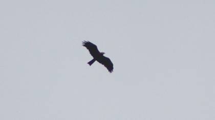Black Kite