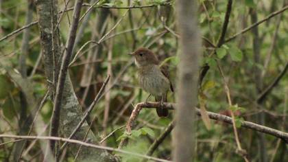 Thrush Nightingale