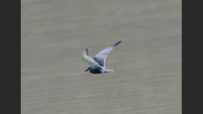 Whiskered Tern