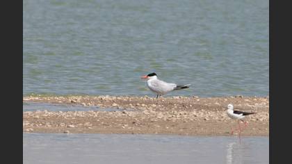 Caspian Tern