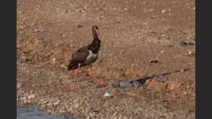 Black Stork