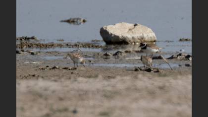 Little Stint