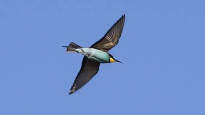 European Bee-eater