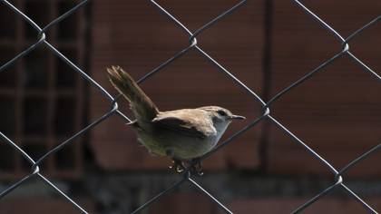 Cetti`s Warbler
