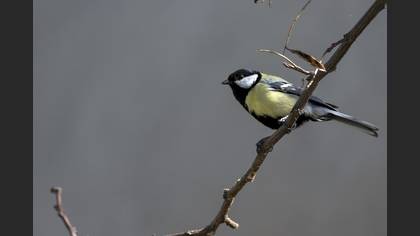 Great Tit