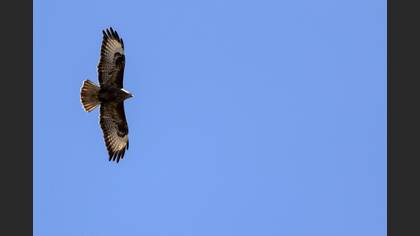 Common Buzzard