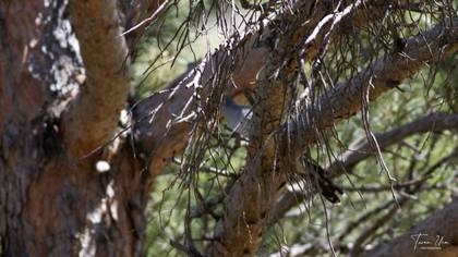 Common Cuckoo