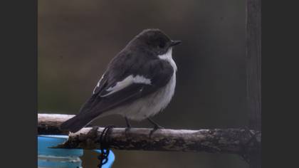 European Pied Flycatcher