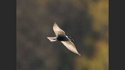 Whiskered Tern