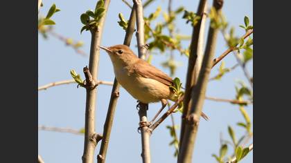 Great Reed Warbler