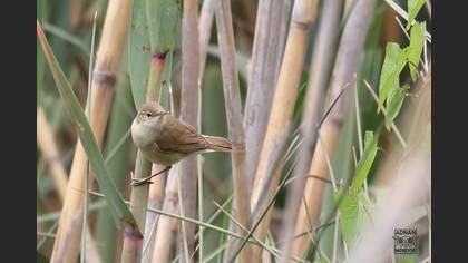 Common Reed Warbler