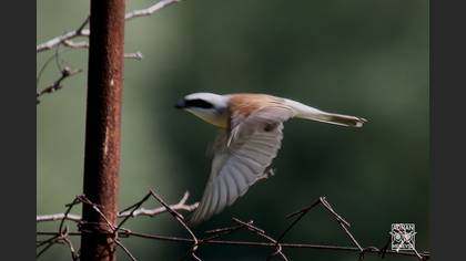Red-backed Shrike