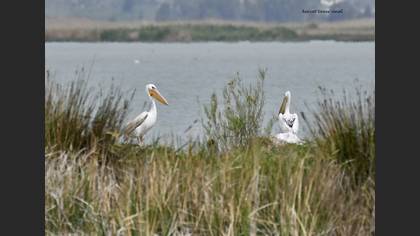 Great White Pelican