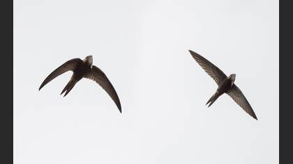 Pallid Swift