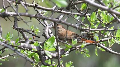 Rufous-tailed Scrub Robin