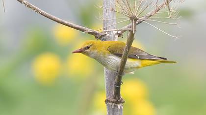 Eurasian Golden Oriole