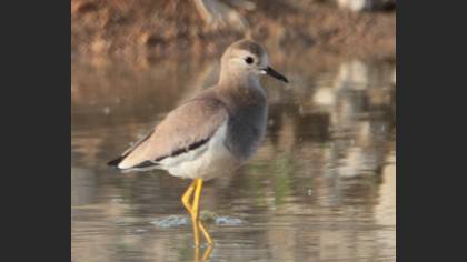 White-tailed Lapwing