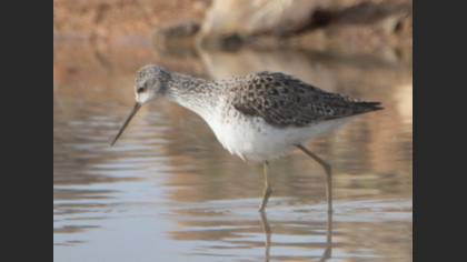 Marsh Sandpiper