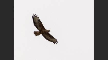 Long-legged Buzzard