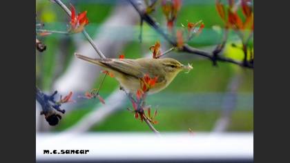 Willow Warbler