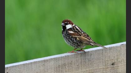 Spanish Sparrow