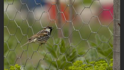Spanish Sparrow