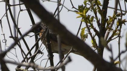 Common Redstart