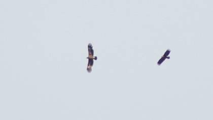 Steppe Eagle
