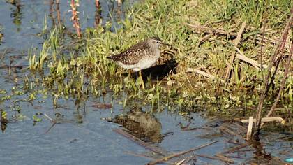 Wood Sandpiper