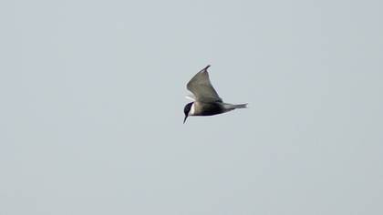 Whiskered Tern
