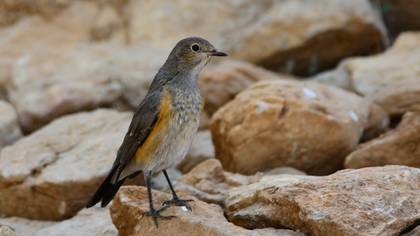 White-throated Robin