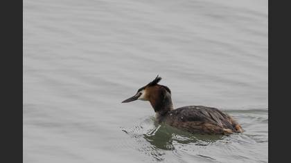 Great Crested Grebe