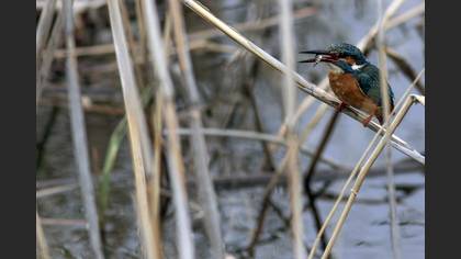 Common Kingfisher