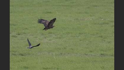 Lesser Spotted Eagle