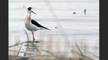 Black-winged Stilt