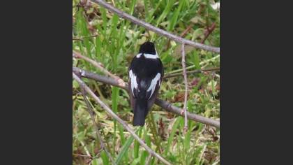 Semicollared Flycatcher