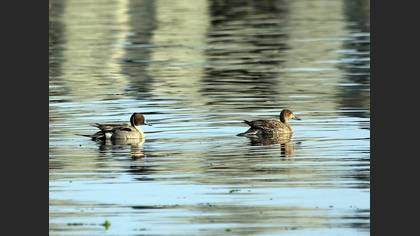 Northern Pintail