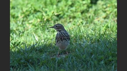 Red-throated Pipit