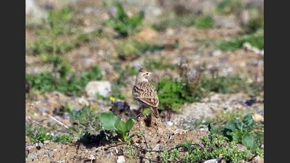 Greater Short-toed Lark