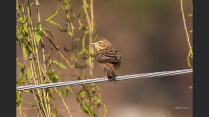 Tree Pipit