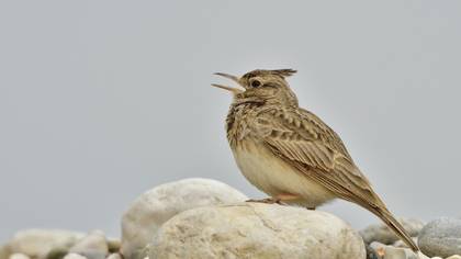 Crested Lark
