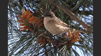 Lesser Whitethroat