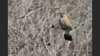 Isabelline Wheatear