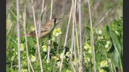 Sedge Warbler