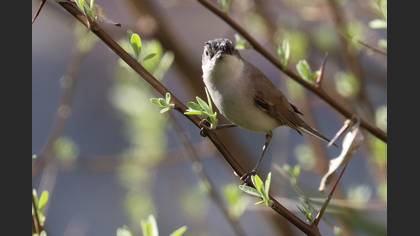 Lesser Whitethroat