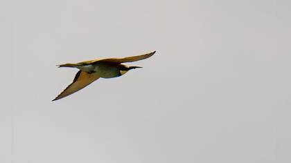 European Bee-eater