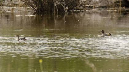 Eurasian Teal