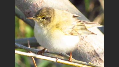 Willow Warbler